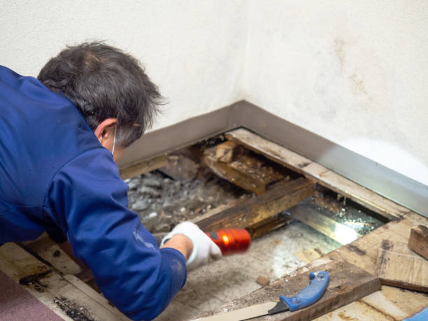 Best Attic Mold Removal  in Medina, MN
