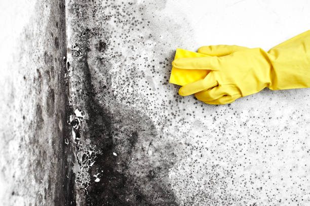 Best Mold Testing  in Medina, MN