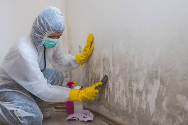 Best Crawl Space Mold Removal  in Medina, MN