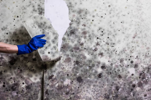 Best Commercial Mold Removal  in Medina, MN